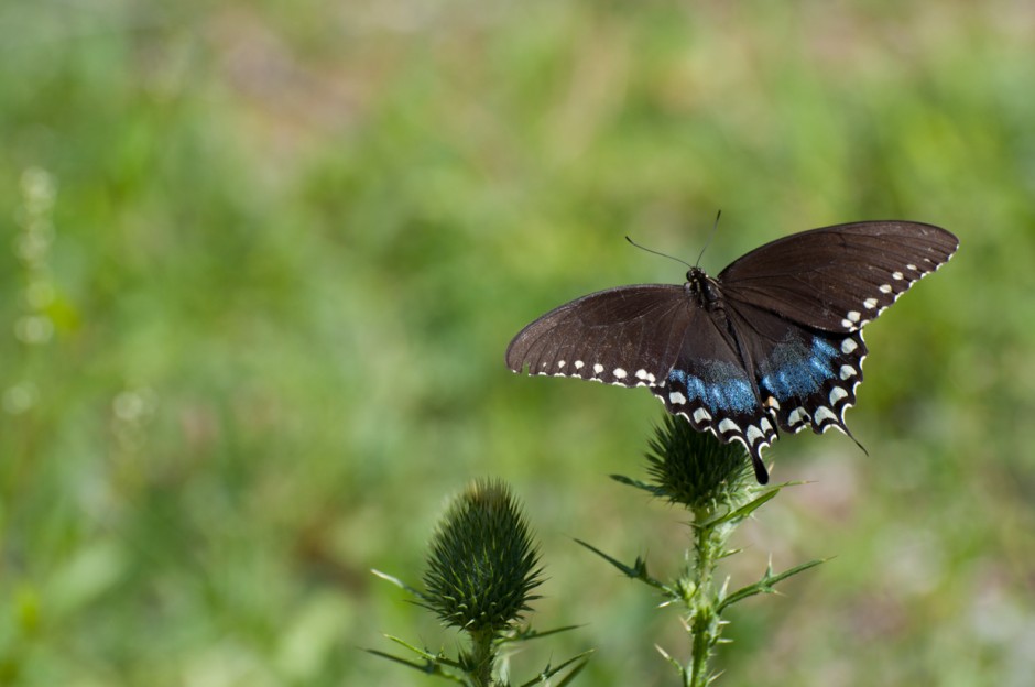 Spicebush Swallowtail Butterfly