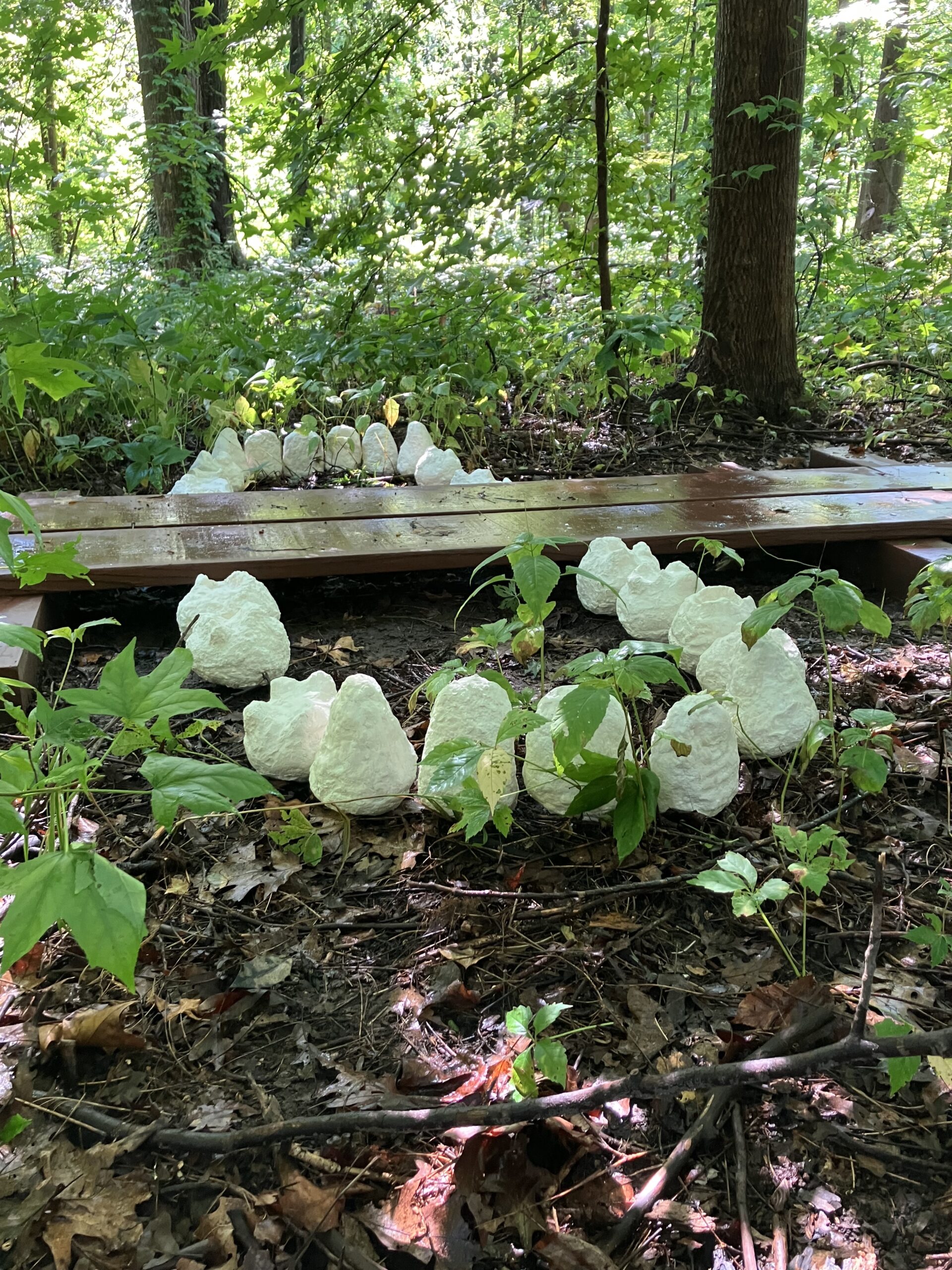 WSP26IMAGES_KateEggleston_BearTrap